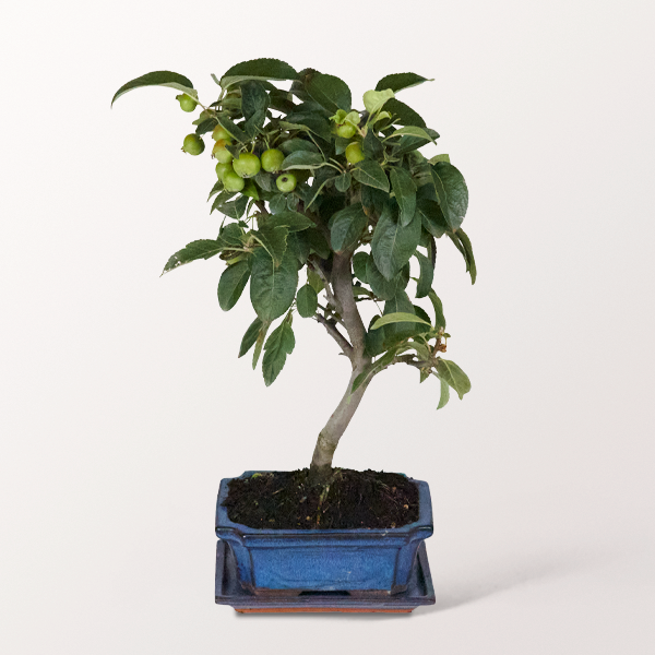 Bonsai Zierapfel, 9 Jahre