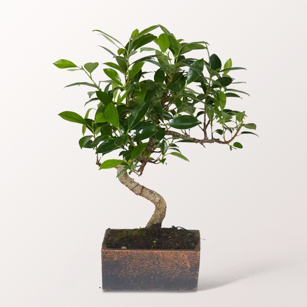 Bonsai Chinesische Feige im puristischen Keramikgefäß, 6 Jahre